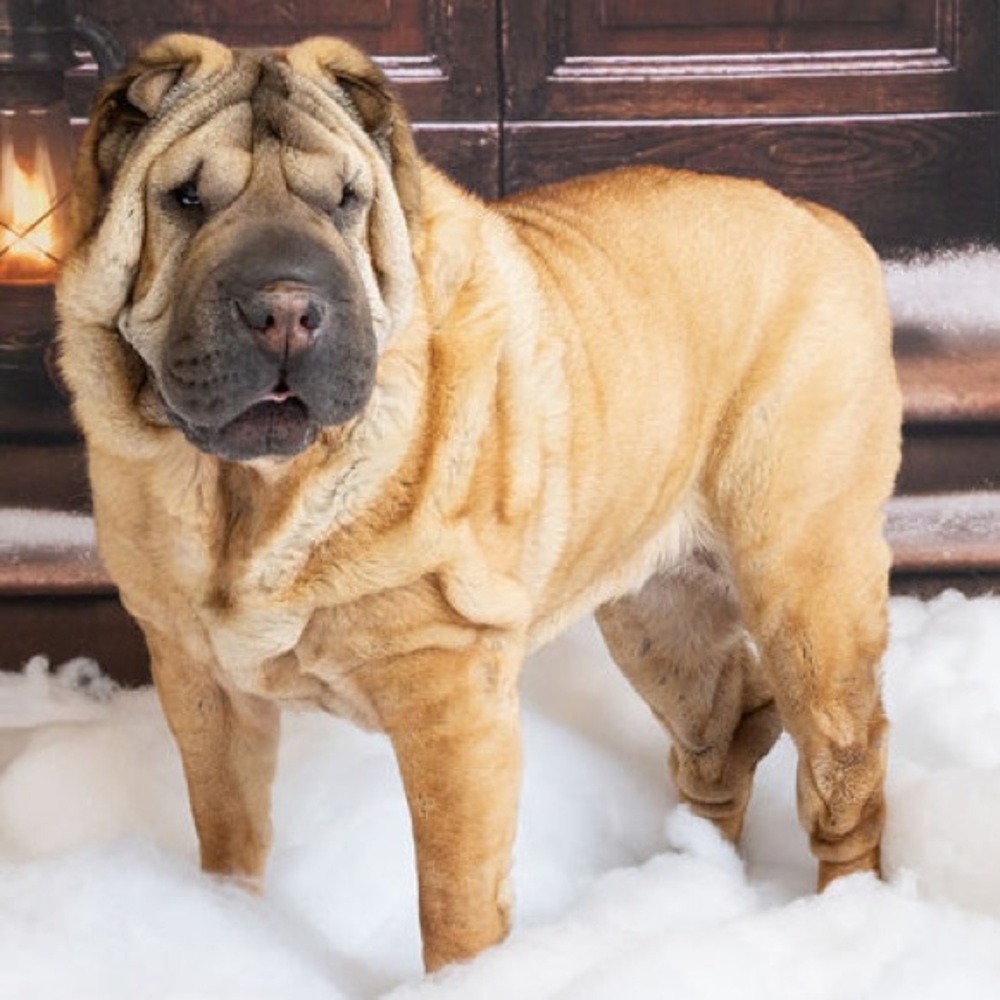 Meet your Posher, Bailey